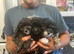 Papipoo puppies