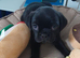 Pug x Puggle Gorgeous Puppies