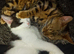 9 month neutered male kitten,very friendly