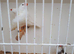 Zebra finches
