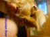 Pure bred Peruvian & Sheltie babies available soon.