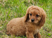 Beautiful cavapoo puppies for sale