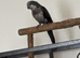 4 Quaker for sale