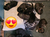 Caucasian shepherd x puppies
