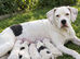 American bulldog puppies due