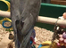 Beautiful hand reared cockatiel chick