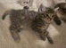 Beautiful Kittens Looking for Loving Homes