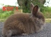 Lionhead bunnies ready now