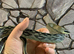 Vietnamese Blue Beauty Rat Snake