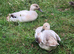 Welsh Harlequin Female Ducks