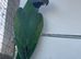 Derbyan parakeet