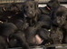 Labrador puppies