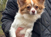 Long haired chihuahua male