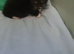 Three black and white kittens
