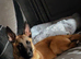 Belgian Malinois For Sale
