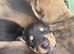 Beautiful baby puppies