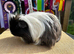 Sheltie Boar