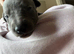 Blue whippet pups