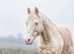 Must Sell, Sensible Offers Please. Arabian pb CREMELLO Stallion