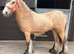 Super smart cob
