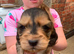 cockerspainel puppies