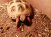 Horsefeild Tortoise