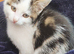 Kitten for sale 9 weeks old