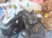 Beautiful fluffy kittens