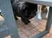 Female Chow