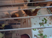 4 mixed breed chickens
