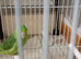Baby parrotlet