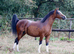 Registered Section A Filly