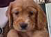 Beautiful working cocker spaniel puppies