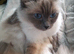 Beautiful  Blue Female Ragdoll 5 years old