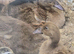 Khaki Campbell ducklings