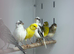 Canaries