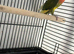 Male lovebird