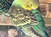 3 baby budgies