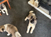 Strong big bone high standard puppies father registered mother is big high quality active Akita