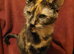 Tortieshell rescue. RESERVED