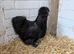 Silkie Cockerel free