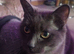 Rehoming 3 cats / Have to go together / 1 female and 2 male