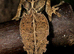 Satanic Leaftailed Gecko Male CB24