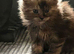 1 Beautiful male Maine coon/ragdoll kitten