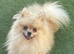 Yorkie cross you Pom