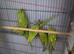 Ringneck Green