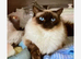 Ragdoll Kitten boy