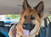 German shepherd 2 year old