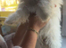 Beautiful Maltese puppy looking for a new home