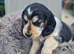 Cocker spaniels puppies 2 boys left.
